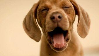 新闻爆料狗吃快餐,宠物饮食安全引深思